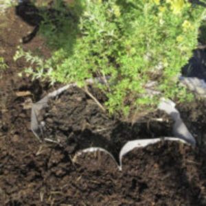 Hortex juurimatto 12 m² (3,45 x 3,5 m) – auttaa rajaamaan ja ohjaamaan juurten leviämistä pihan ja puutarhan rakenteissa.