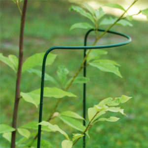 Pensas/perennatuki vihreä 70cm